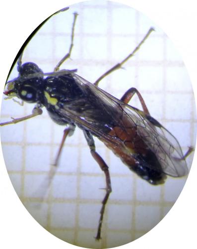 Réf. 264 811 : Aglaostigma aucupariae